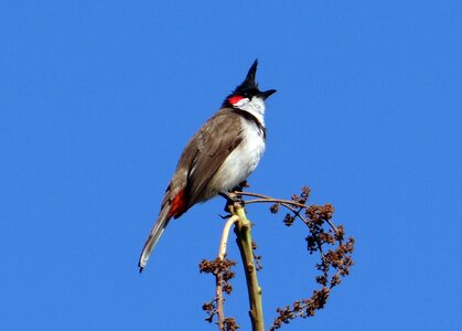 Bulbul sepoy bulbul dharwad photo