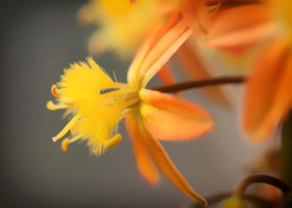 Close-up macro plants