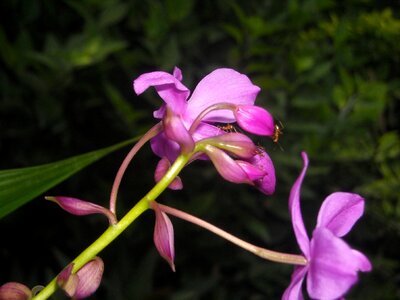 Flowers orchid purple photo