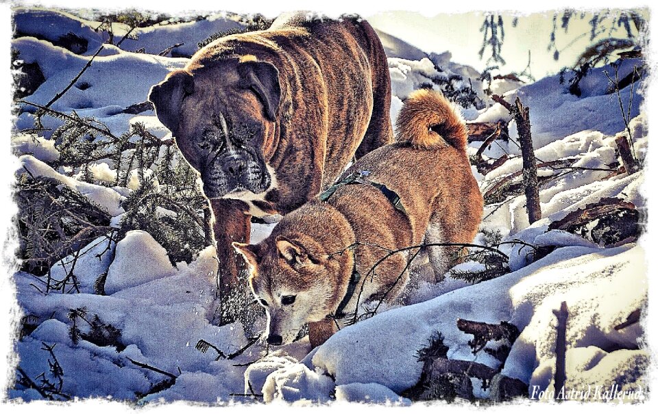 Friends animal winter
