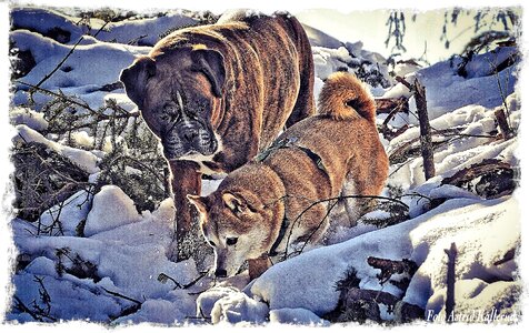 Friends animal winter