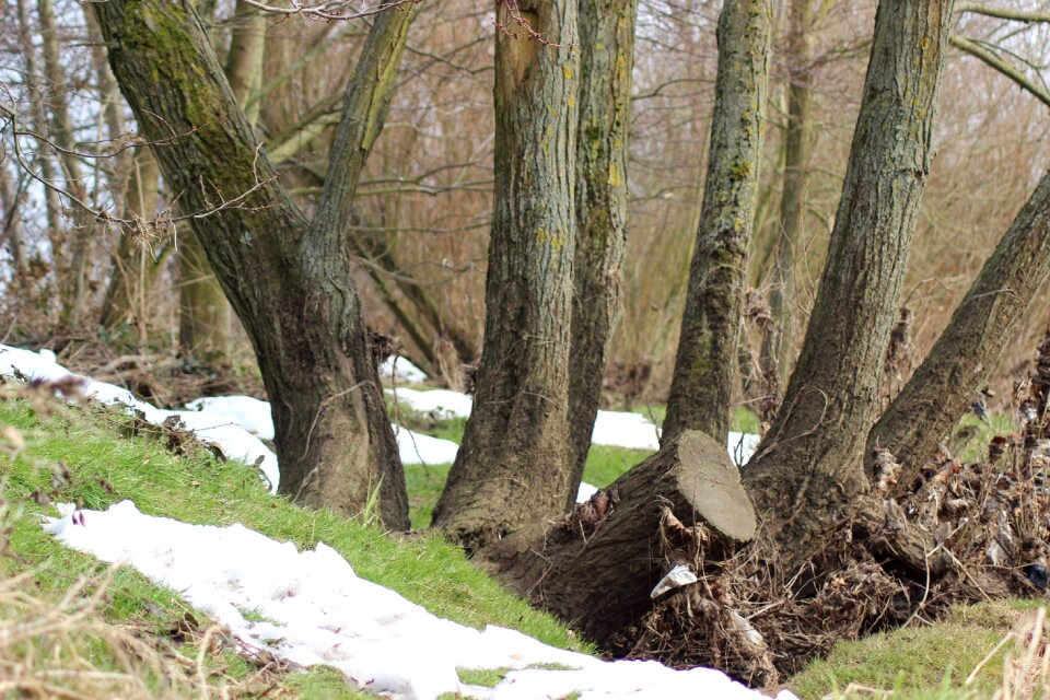 Snow countryside woodland