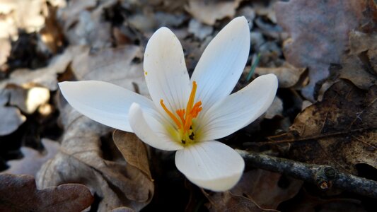 Nature spring flower