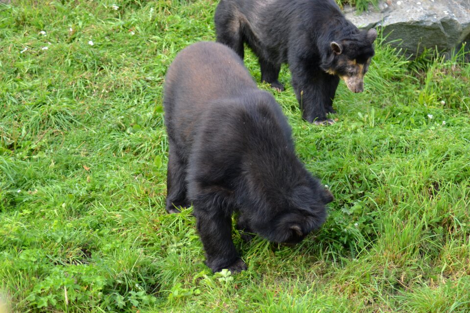 Andean short-faced bear jukumari ukuku