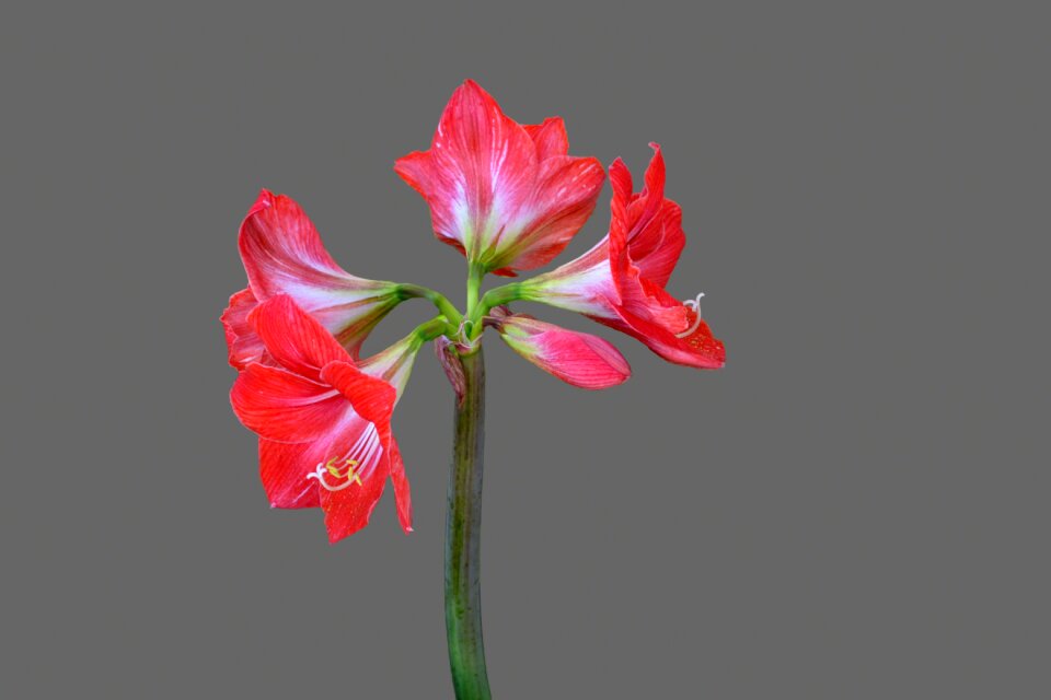 Blossom bloom amaryllis