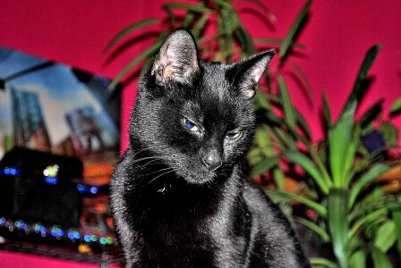 Black cat mieze domestic cat
