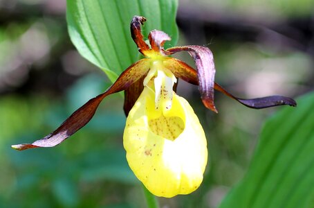 Frauenschuh flower orchid