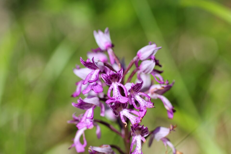 Flower orchid purple