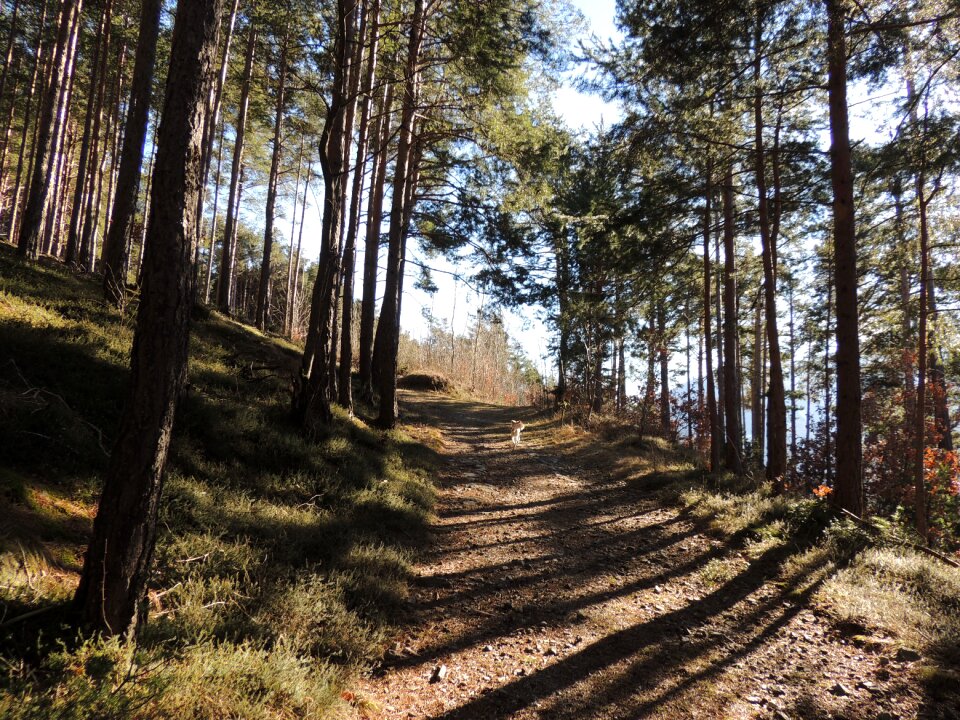 Spring walk landscape