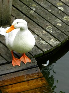 Animals waterfowl swan