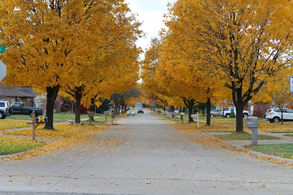 Tree fall colors fall leaves