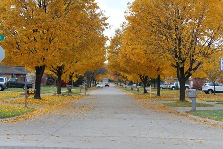 Tree fall colors fall leaves