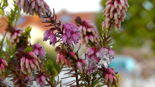 Erika blossom bloom