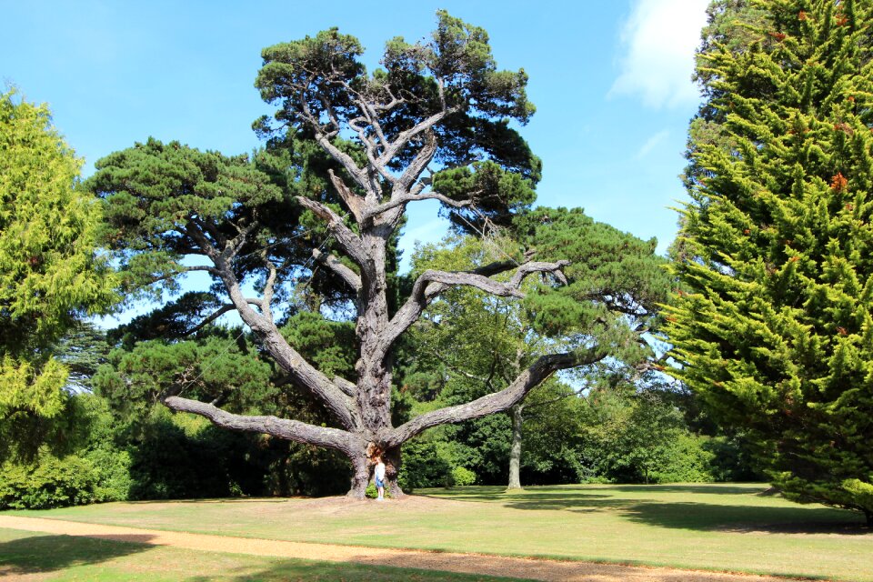 Tree park garden