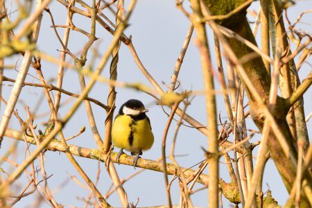 Birds green fat balls
