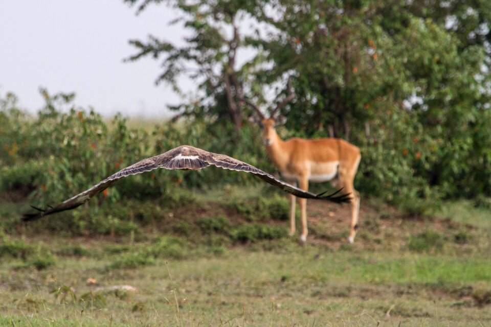 Buzzard antelope flying