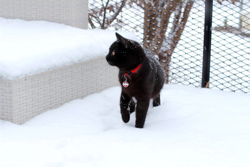 Domestic cat animal mieze