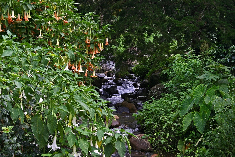 Creek brook stream
