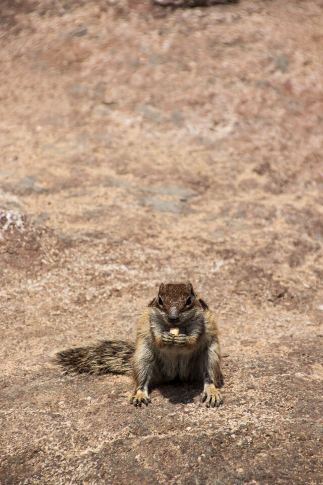 Rodent squirrel furry