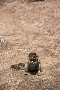 Rodent squirrel furry
