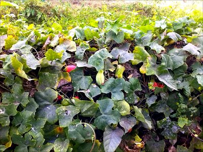 Cucumbers green red