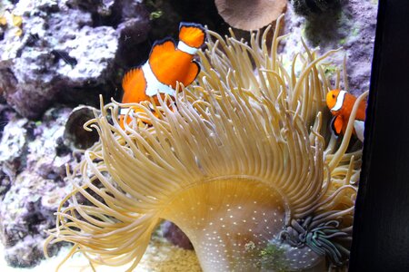 Nemo animal ocean photo