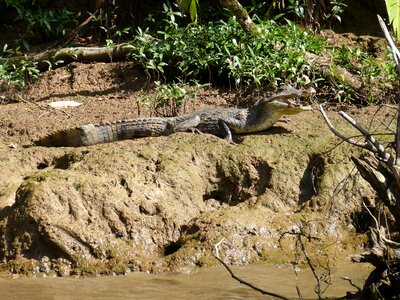 Tooth bite crocodile