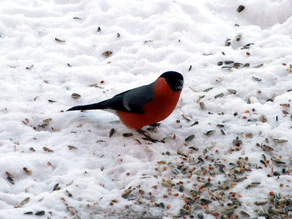 Blood fink songbird sparrow bird