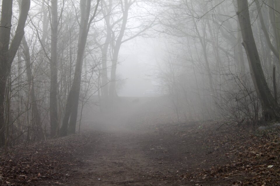 Landscape lane forest photo