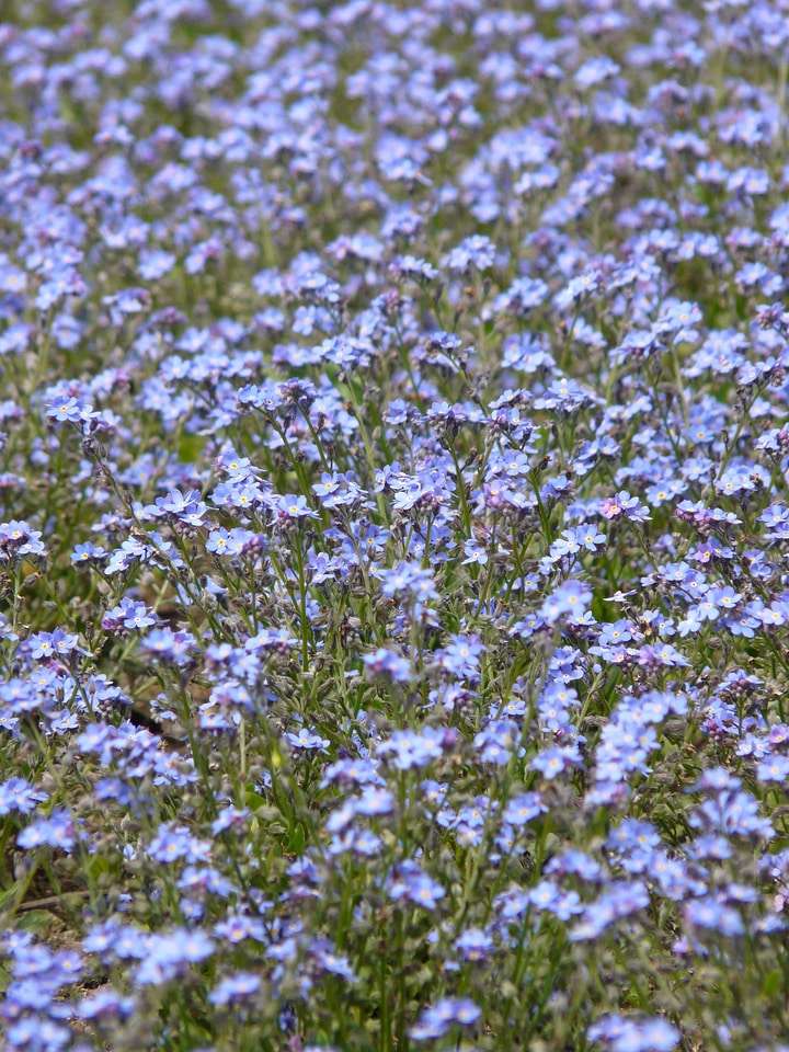 Myosotis raublattgewächs boraginaceae