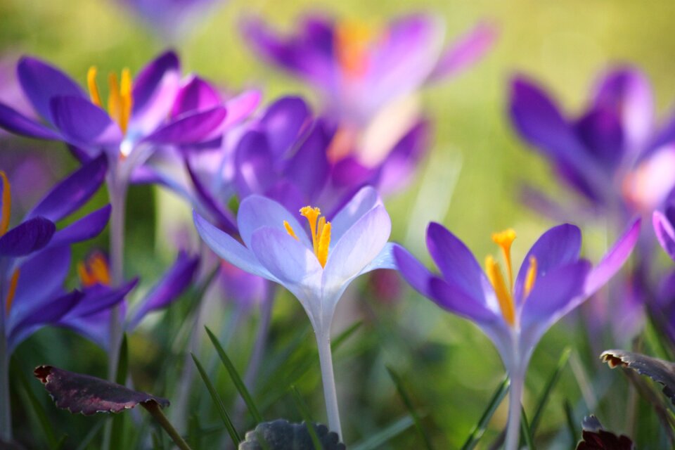 Purple blossom bloom
