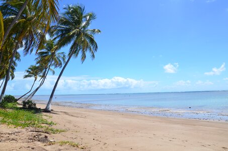 Beach palm tree sea photo