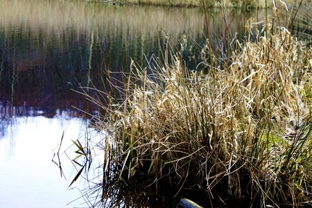 Bank water idyll