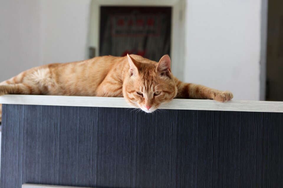 Office cat pets