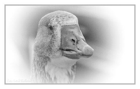 Animal domestic goose farm photo