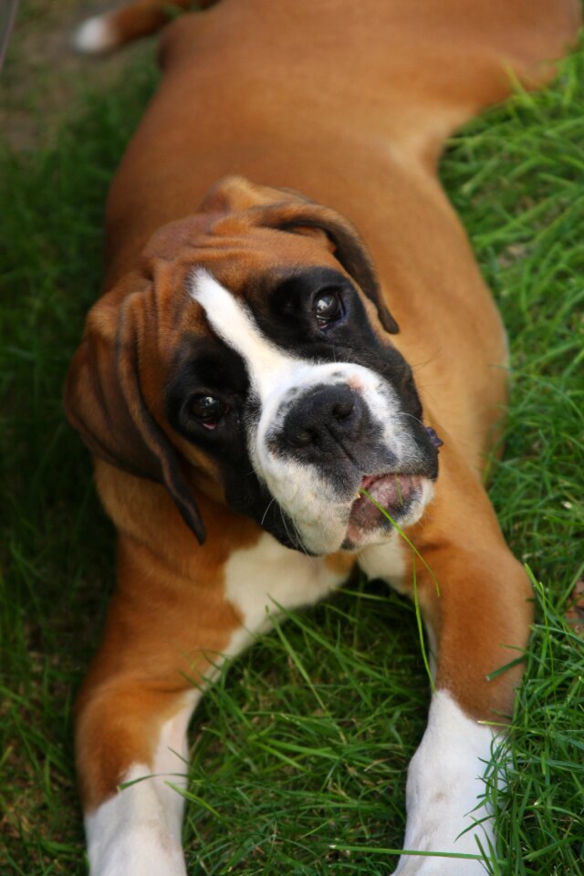 Boxer dog bella
