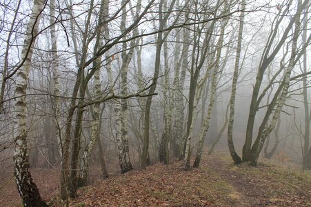 Fog nature birch forest