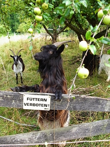 Apple pasture hunger