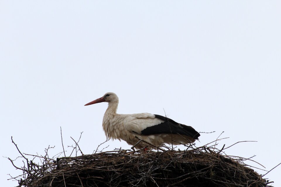 Bird animal animals