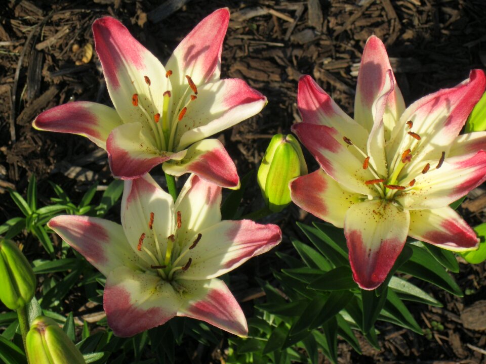 Blossom blooming pink photo