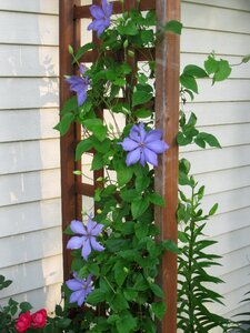 Creeping plant creeper clamberer photo