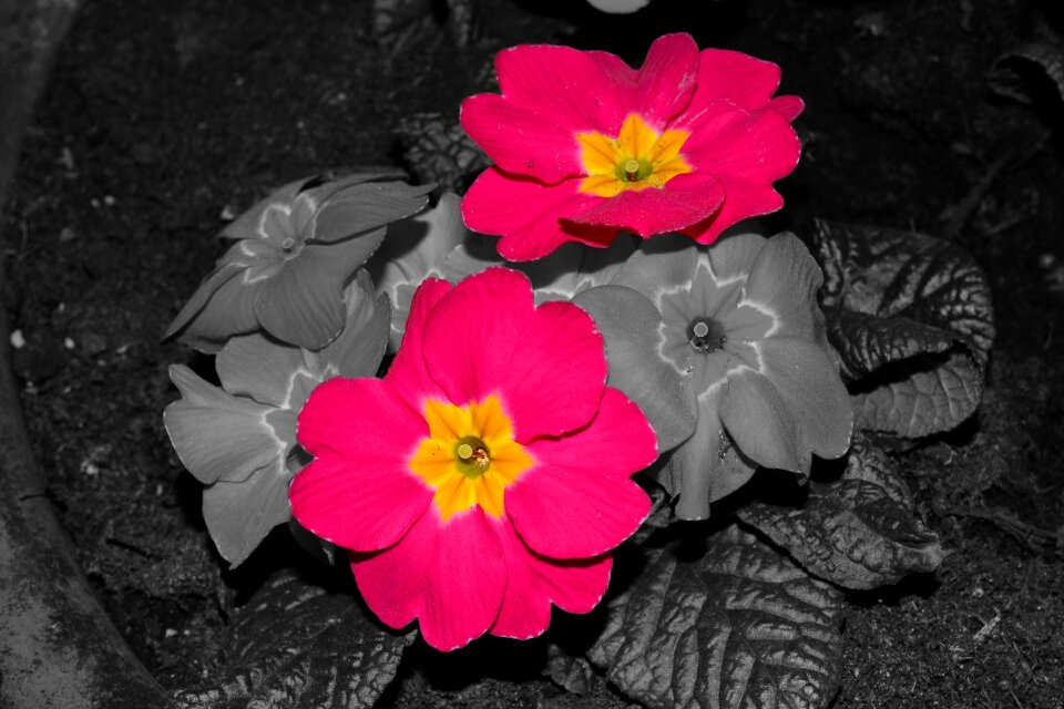 Balcony flowerpot spring