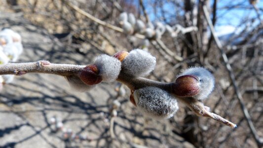 Macro spring branch