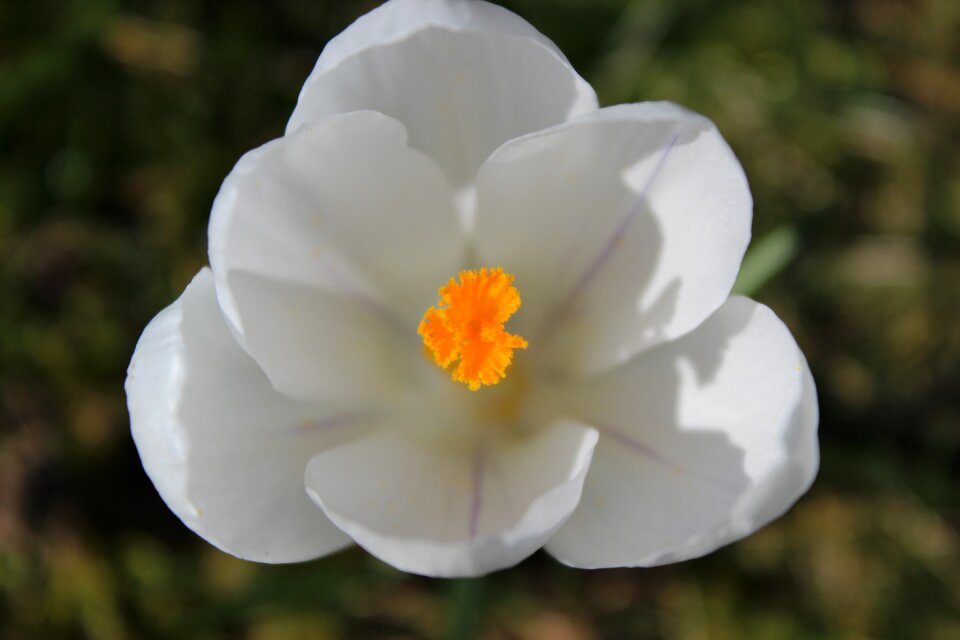 Crocus spring flower