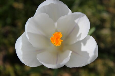 Crocus spring flower photo