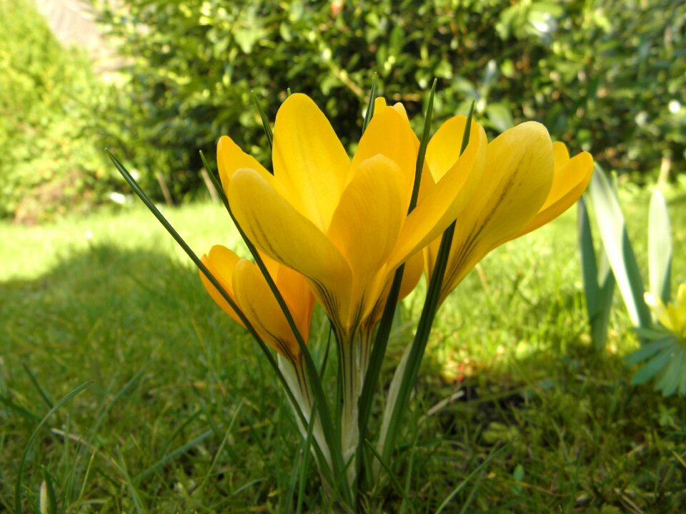 Yellow blossom bloom