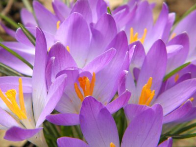Spring bloom flower