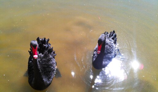 Animal water bird bird