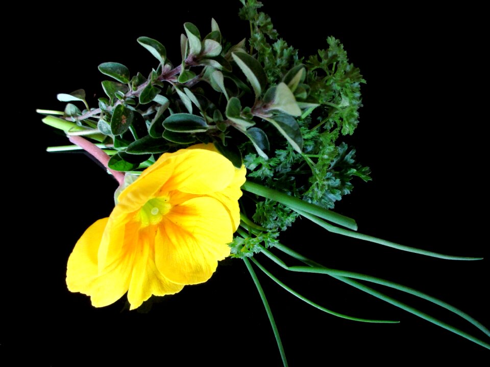 Marjoram primrose spice