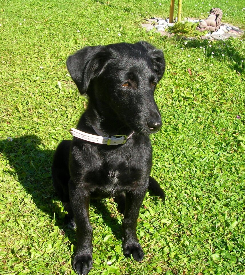 Black pet meadow